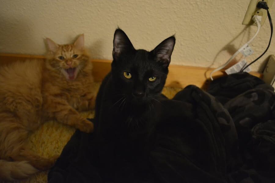 Two cats together