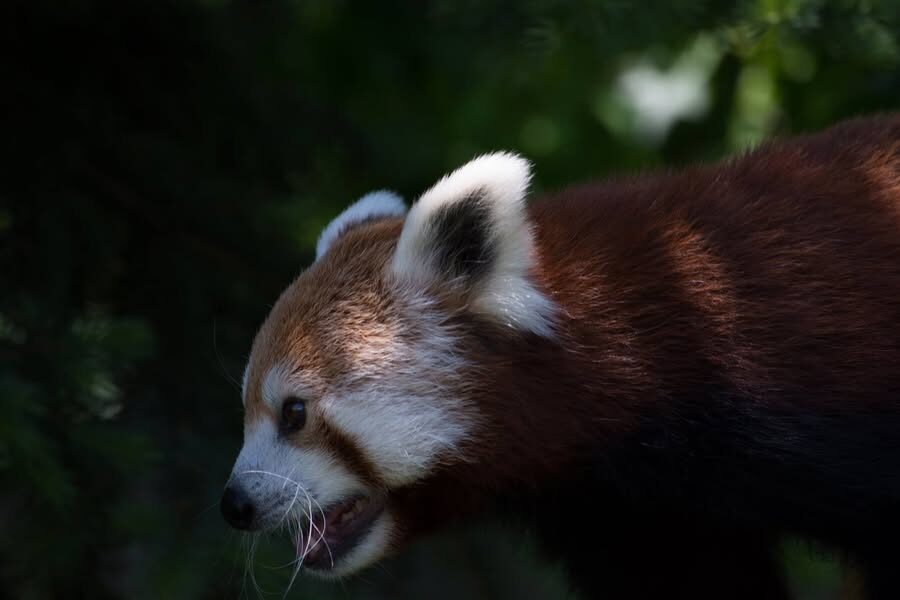 Red panda